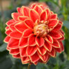Dahlia Décoratif Caballero
