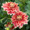 Dahlia Décoratif Caballero