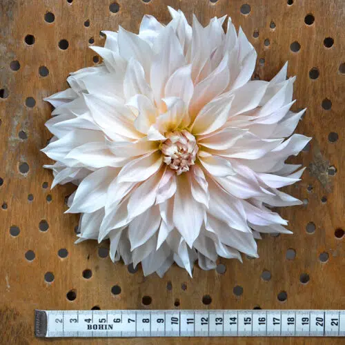 Dahlia Décoratif Café au Lait - Fleur XXL