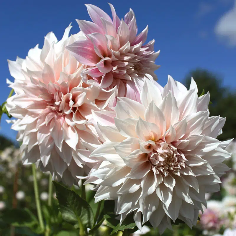 Dahlia Décoratif Café au Lait - Fleur XXL