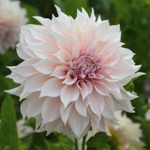 Dahlia Décoratif Café au Lait - Fleur XXL