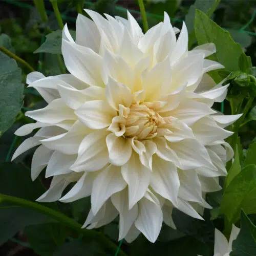 Dahlia Décoratif Café au Lait - Fleur XXL