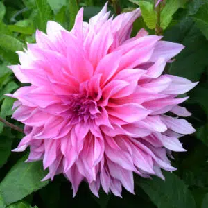 Dahlia Décoratif Café au Lait Rose - Fleur XXL