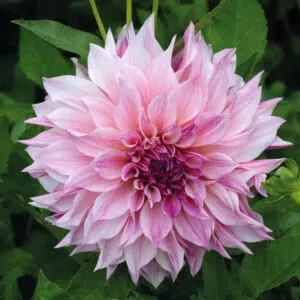 Dahlia Décoratif Café au lait Royal