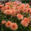 Dahlia Décoratif Cartouche