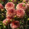 Dahlia Décoratif Château de la Bourdaisière
