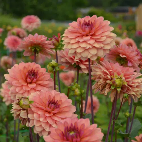 Dahlia Décoratif Château de la Bourdaisière