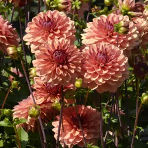 Dahlia Décoratif Château de la Bourdaisière