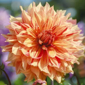 Dahlia Décoratif Clown