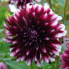 Dahlia Décoratif Contraste