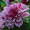 Dahlia Décoratif Crème de Cassis
