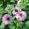 Dahlia Décoratif Crème de Cassis