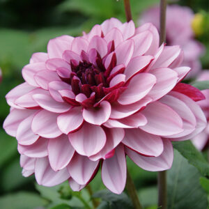 Dahlia Décoratif Crème de Cassis