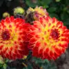 Dahlia Décoratif Dynastie