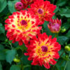 Dahlia Décoratif Dynastie