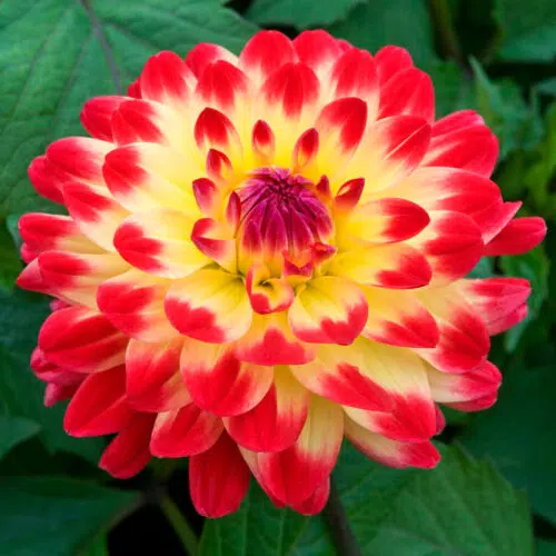 Dahlia Décoratif Dynastie