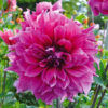 Dahlia Décoratif Emory Paul