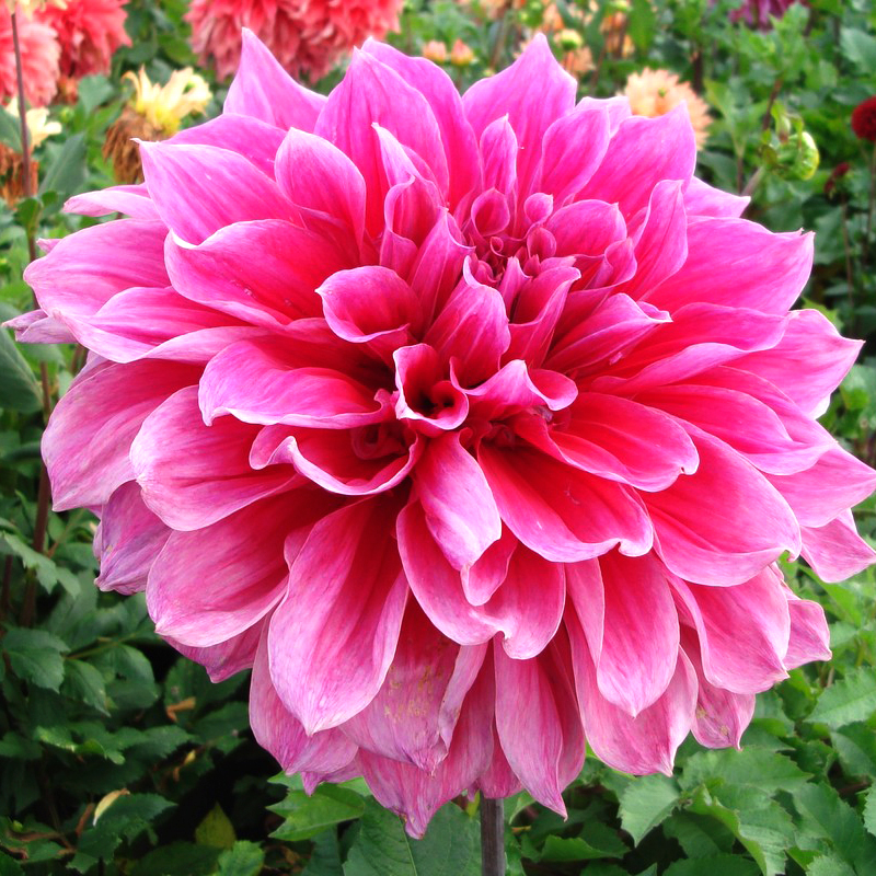 Dahlia Décoratif Emory Paul