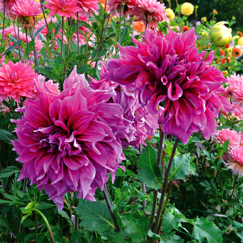 Dahlia Décoratif Emory Paul