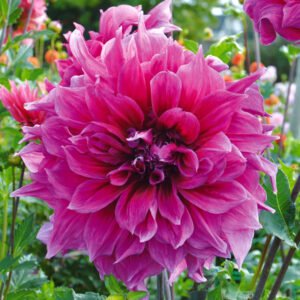 Dahlia Décoratif Emory Paul