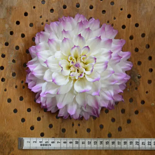 Dahlia Décoratif Hapet Blue Eyes