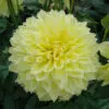 Dahlia Décoratif Kelvin Floodlight