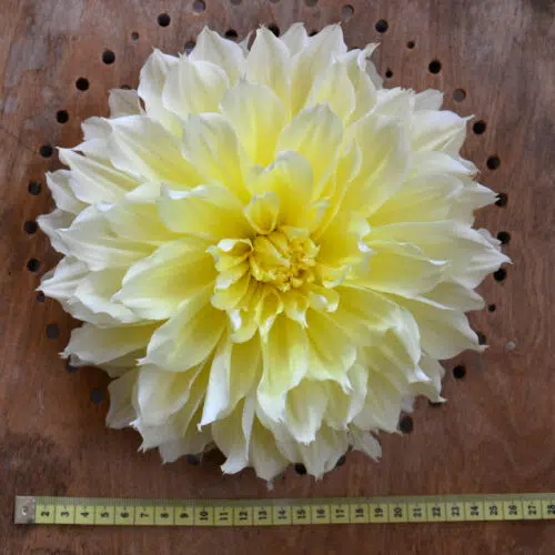 Dahlia Décoratif Kelvin Floodlight