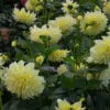 Dahlia Décoratif Kelvin Floodlight