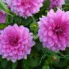 Dahlia Décoratif Minouche