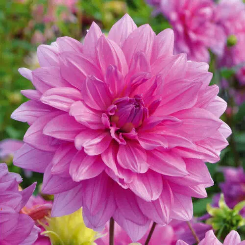 Dahlia Décoratif Minouche