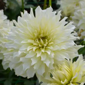 Dahlia Décoratif Normandie