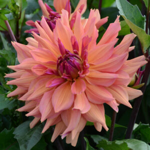 Dahlia Décoratif Pashmina