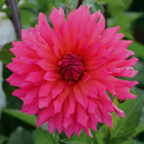 Dahlia Décoratif Pink Punk