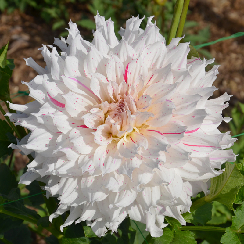 Dahlia Décoratif Riviera