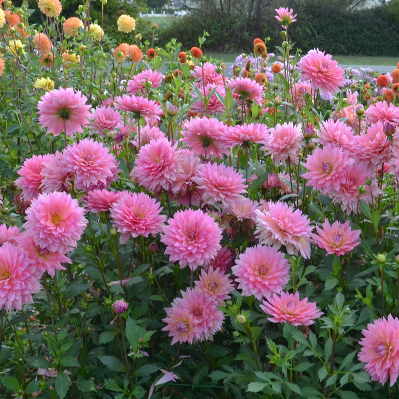 Dahlia Décoratif Samantha