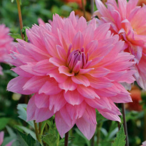 Dahlia Décoratif Samantha