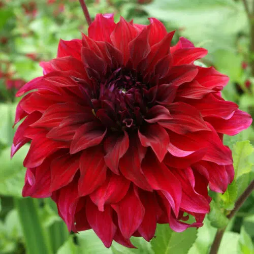 Dahlia Décoratif Spartacus - Fleur XXL