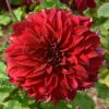 Dahlia Décoratif Spartacus - Fleur XXL