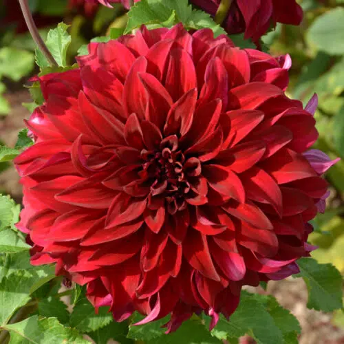 Dahlia Décoratif Spartacus - Fleur XXL