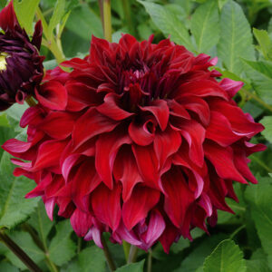 Dahlia Décoratif Spartacus - Fleur XXL