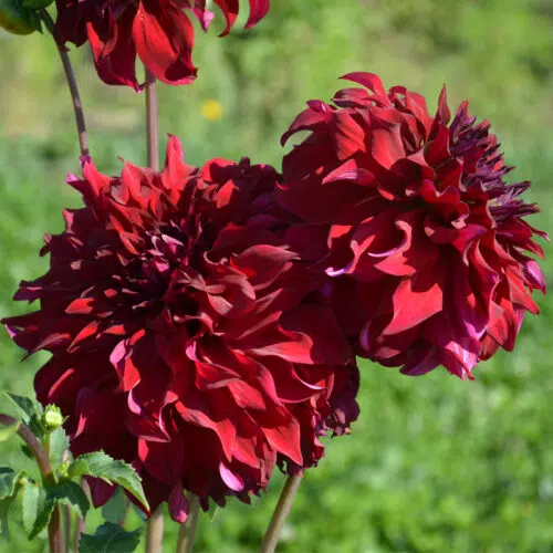 Dahlia Décoratif Spartacus - Fleur XXL