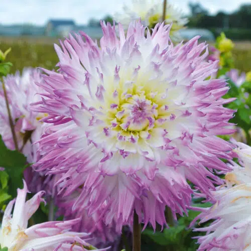 Dahlia Dentelle Atalante