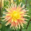 Dahlia Dentelle Champs Elysées