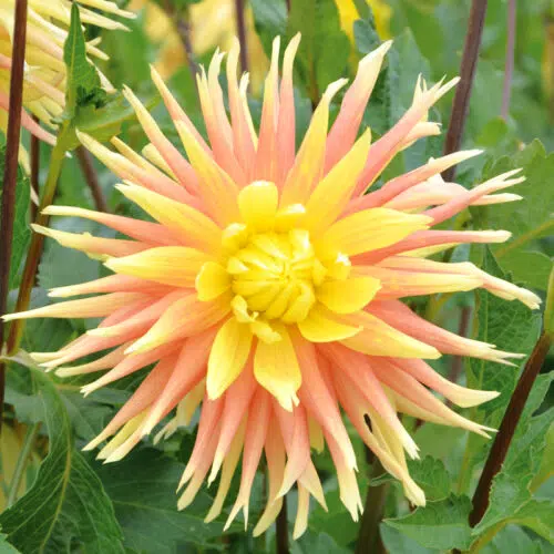 Dahlia Dentelle Champs Elysées