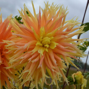 Dahlia dentelle Champs Elysées