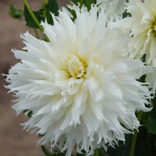 Dahlia Dentelle Clair de lune