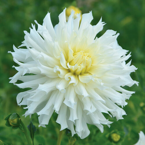 Dahlia Dentelle Clair de lune