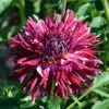 Dahlia Dentelle Colorama