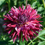 Dahlia Dentelle Colorama