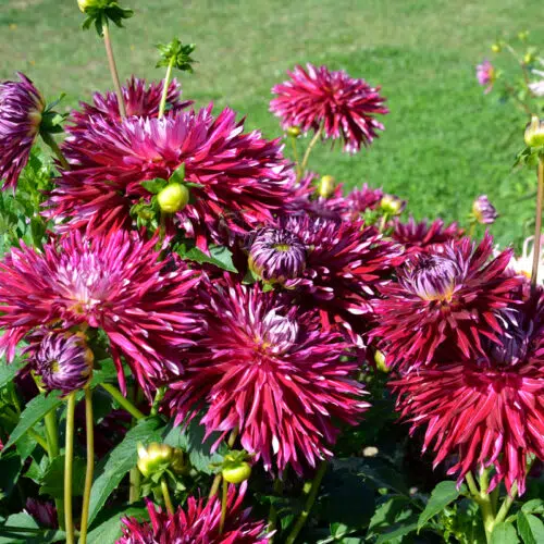 Dahlia Dentelle Colorama